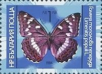Poplar Admiral (Limenitis populi)