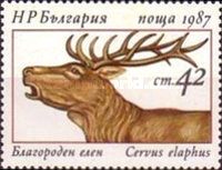 Red Deer (Cervus elaphus)