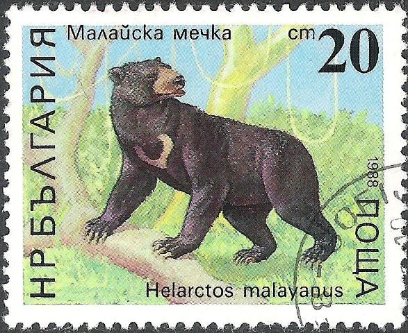 Sun Bear (Helarctos malayanus)