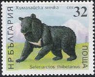 Asian Black Bear (Selenarctos thibetanus)