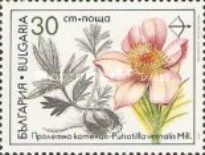 Spring Pasque Flower (Pulsatilla vernalis)