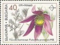 Medicinal Plants - Pulsatilla Pratensis