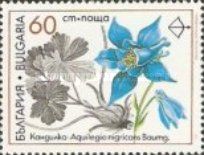 Medicinal Plants - Aquilegia nigricans