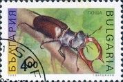 Stag Beetle (Lucanus cervus)