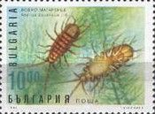 Waterlouse (Asellus aquaticus)
