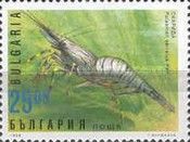 Common Prawn (Palaemon serratus)