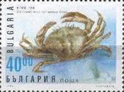 Green Crab (Carcinus mediterraneus)