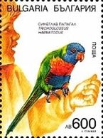 Rainbow Lorikeet (Trichoglossus haematodus)