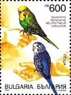 Budgerigar (Melopsittacus undulatus)