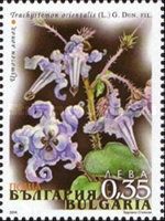Trachystemon orientalis