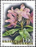 Pontic Rhododendron (Rhododendron ponticum)