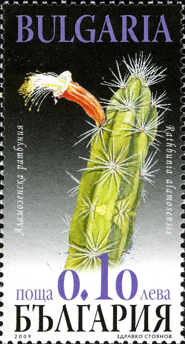 Flora - Cacti
