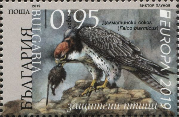 Lanner Falcon (Falco biarmicus)
