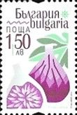 Fig (Ficus carica)