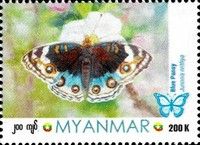 Blue Pansy (Junonia orithya)