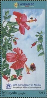 Hibiscus - Rosa Sinensis