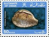 Teulere's Cowry (Cypraea teulerei)