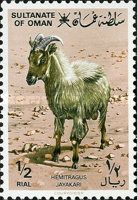Arabian Tahr (Hemitragus jayakari)
