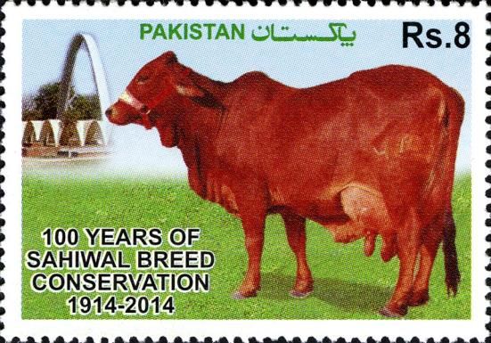 Sahiwal Cattle (Bos primigenius indicus)