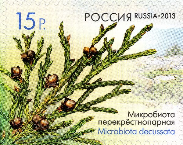 Microbiota decussata