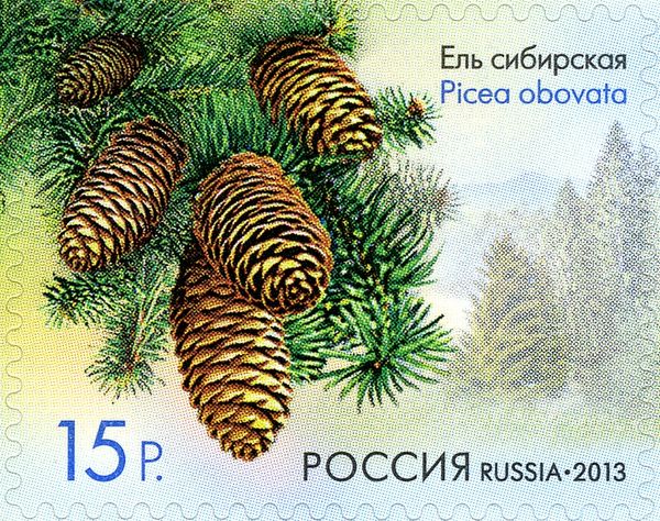 Picea obovata