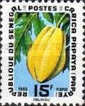 Papaya (Carica papaya)