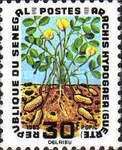Arachis hypogaea