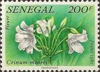 Crinum moorei
