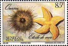 Sea Urchin and Starfish