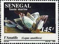 Pelagic Gooseneck Barnacle (Lepas anatifera)