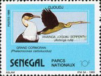African Darter (Anhinga rufa), Great Cormorant (Phalacrocora