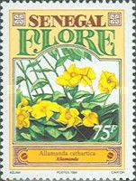 Golden Trumpet (Allamanda cathartica)