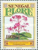 Flaming Glory Bower (Clerodendrum speciosissimum)