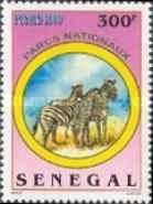 Plains Zebra (Equus quagga)