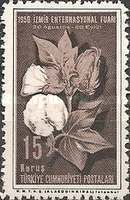 Cotton