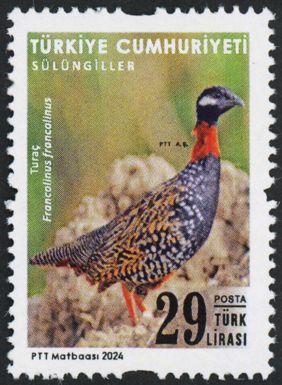 Black Francolin (Francolinus francolinus)