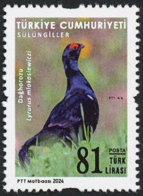 Caucasian Black Grouse (Lyrurus mlokosiewiczi)