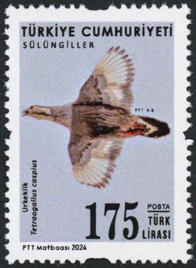 Caspian Snowcock (Tetraogallus caspius)
