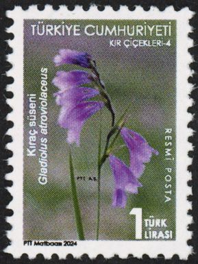 Gladiolus atroviolaceus