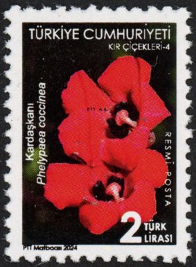 Phleypaea coccinea
