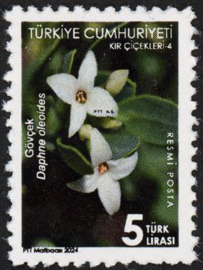 Daphne oleoides