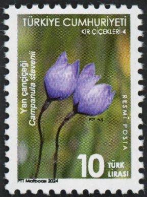 Campanul sp.