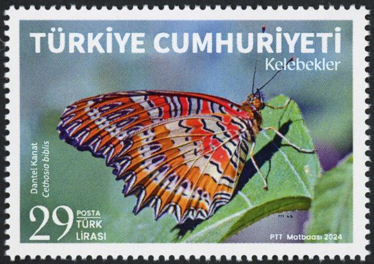 Red Lacewing (Cethosia biblis)