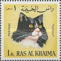 Cat (Felis silvestris catus)