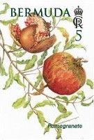 Pomegranate (Punica granatum)