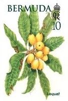 Loquat (Eriobotrya japonica)