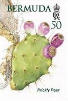 Prickly Pear (Opuntia ficus-indica)