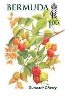 Surinam Cherry (Eugenia uniflora)