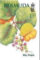 Bay Grape (Coccoloba uvifera)