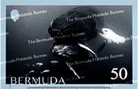Whales of Bermuda